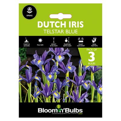 Picture of DUTCH IRIS BLUE 3PK