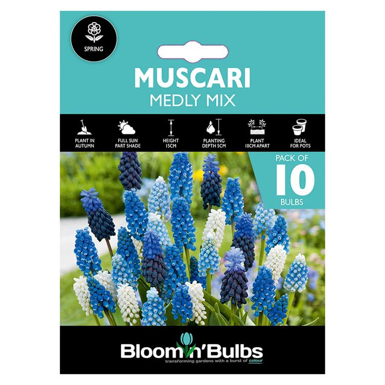 Picture of MUSCARI MEDLY MIXED 10pk