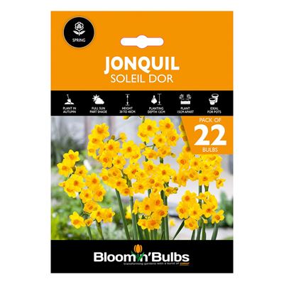 Picture of JONQUIL SOLEIL D OR 22PK