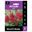 Picture of ASTILBE RED 1pk
