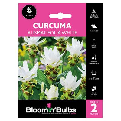 Picture of Curcuma Alismatifolia White 2 Pack