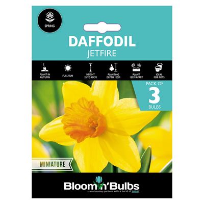 Picture of DAFFODIL JETFIRE 3pk