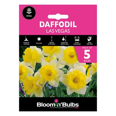 Picture of DAFFODIL LAS VEGAS 5pk