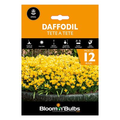 Picture of DAFFODIL TETE A TETE 12pk 