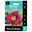 Picture of DAYLILY CHARCOAL 1pk