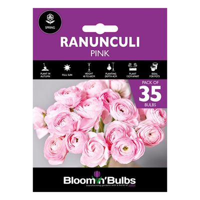 Picture of RANUNCULI PINK  35pk