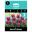 Picture of TULIP PURPLE 3pk
