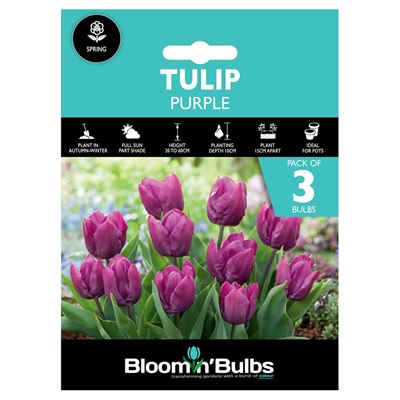 Picture of TULIP PURPLE 3pk