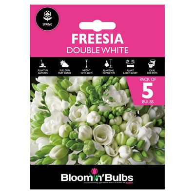 Picture of FREESIA DOUBLE WHITE 5pk