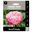 Picture of PAEONY ROSE CORAL PINK HAWAIIN 1pk
