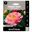 Picture of PAEONY ROSE CORAL SUNSET 1pk