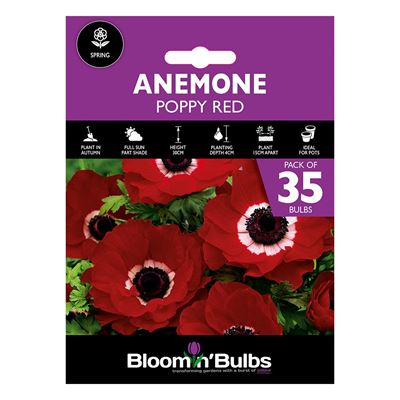 Picture of ANEMONE POPPY RED 35pk