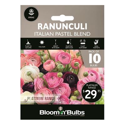 Picture of RANUNCULI ITALIAN PASTEL BLEND 10PK