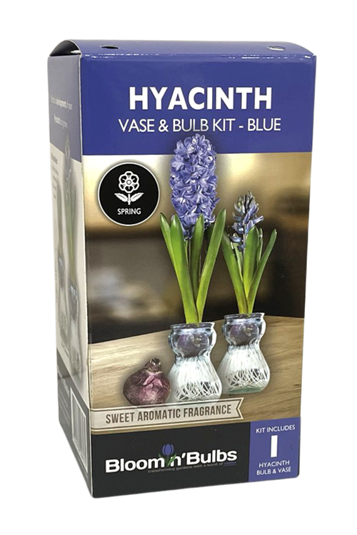 Picture of B/B HYACINTH VASE KIT ASSORTED