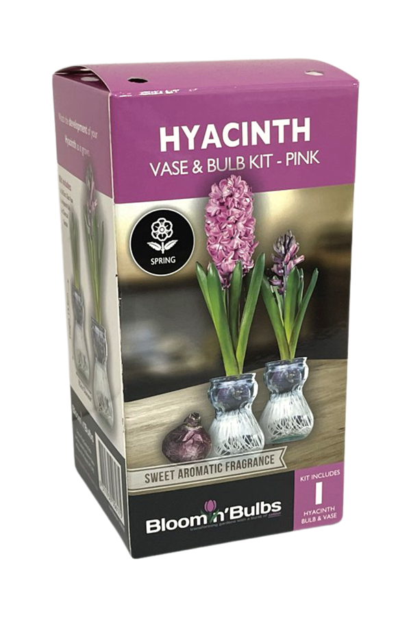 Picture of B/B HYACINTH VASE KIT ASSORTED