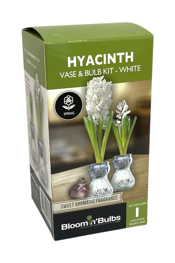 Picture of B/B HYACINTH VASE KIT ASSORTED