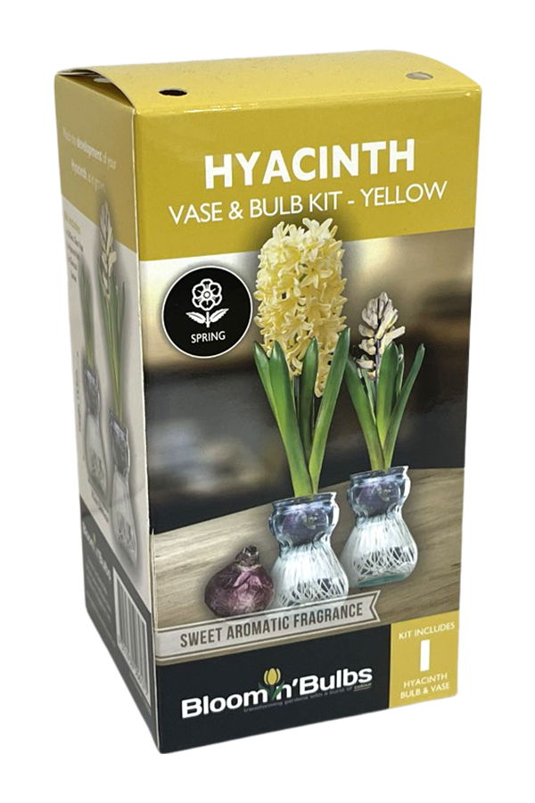 Picture of B/B HYACINTH VASE KIT ASSORTED