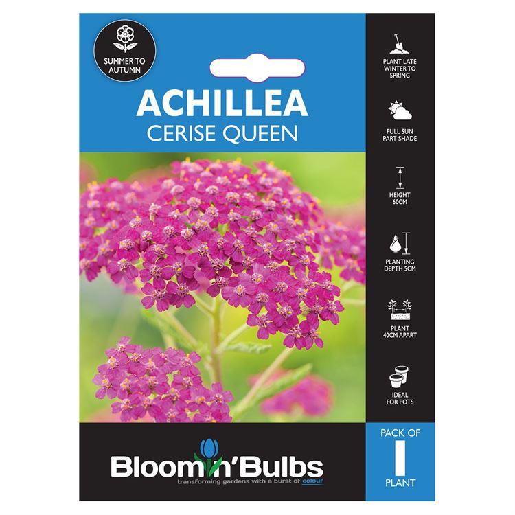 Picture of ACHILLEA CERISE QUEEN 1pk