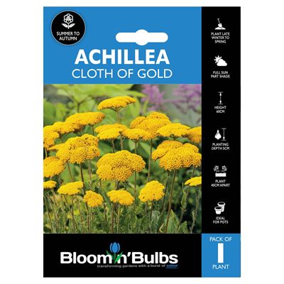 Picture of ACHILLEA CLOTH OF GOLD 1pk