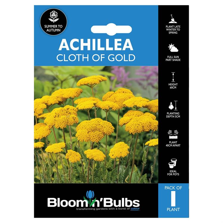 Picture of ACHILLEA CLOTH OF GOLD 1pk