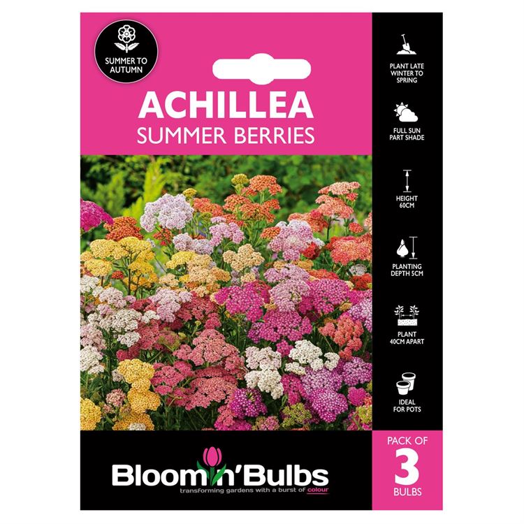 Picture of ACHILLEA SUMMER BERRIES 3pk