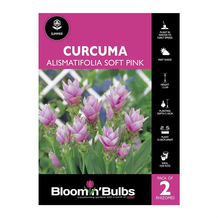 Picture of Curcuma Alismatifolia Soft Pink 2 Pack