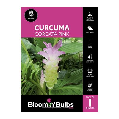 Picture of Curcuma Cordata Pink 1 Pack