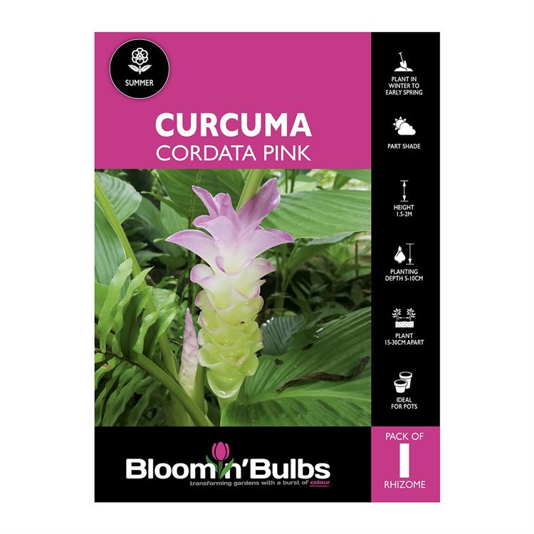 Picture of Curcuma Cordata Pink 1 Pack