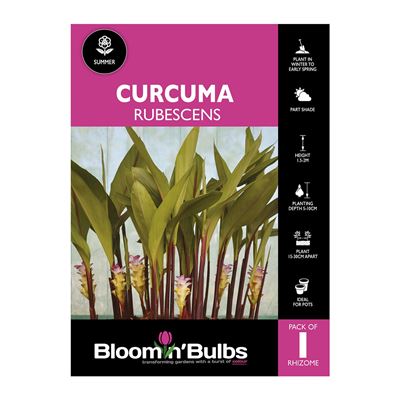 Picture of Curcuma Rubescens 1 Pack