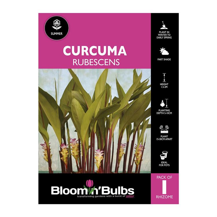 Picture of Curcuma Rubescens 1 Pack
