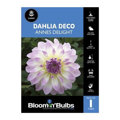 Picture of Dahlia Annes Delight 1 Pack