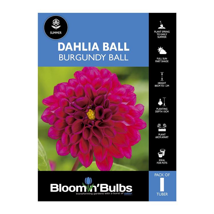 Picture of Dahlia Burgundy Ball 1 Pack