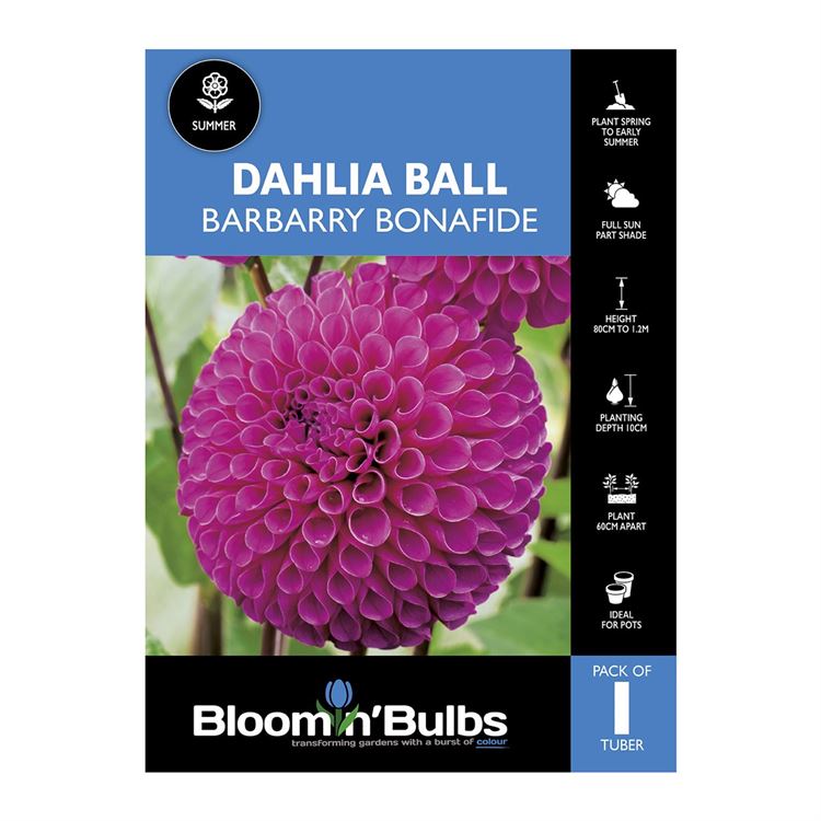 Picture of Dahlia Barbarry Bonafide 1 Pack