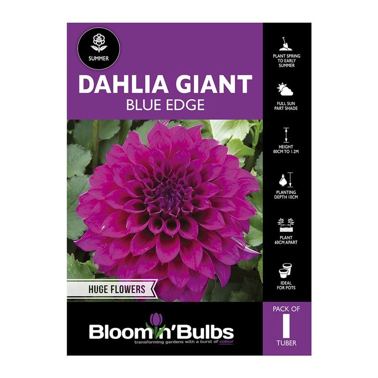 Picture of Dahlia Blue Edge 1 Pack