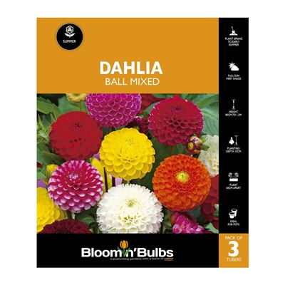 Picture of Dahlia Ball Mixed 3 Pack