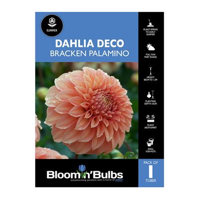 Picture of Dahlia Bracken Palomino 1 Pack