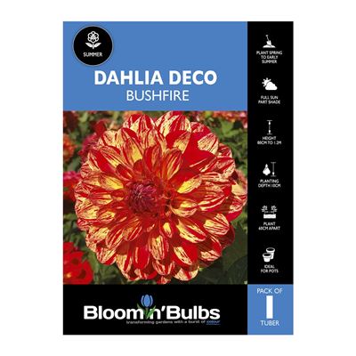 Picture of Dahlia Bushfire 1 Pack