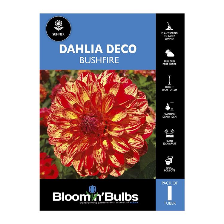 Picture of Dahlia Bushfire 1 Pack