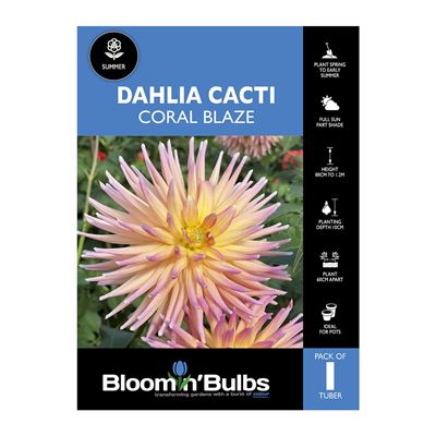 Picture of Dahlia Coral Blaze 1 Pack