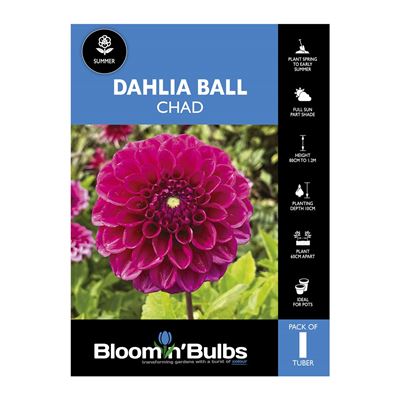 Picture of Dahlia Chad 1 Pack