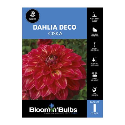 Picture of Dahlia Ciska 1 Pack