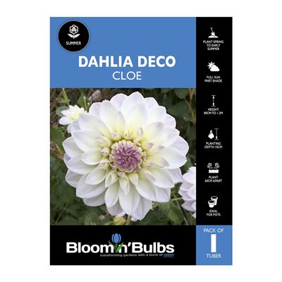 Picture of Dahlia Cloe 1 Pack