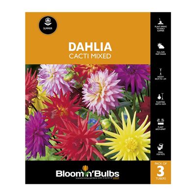 Picture of Dahlia Cacti Mixed 3 Pack