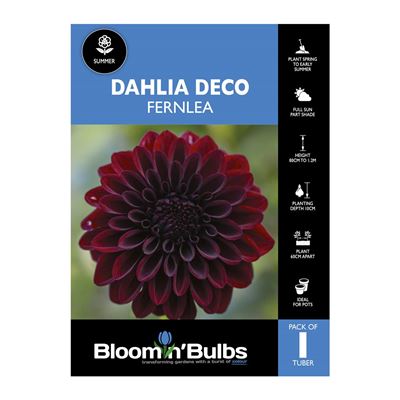 Picture of Dahlia Fernlea 1 Pack