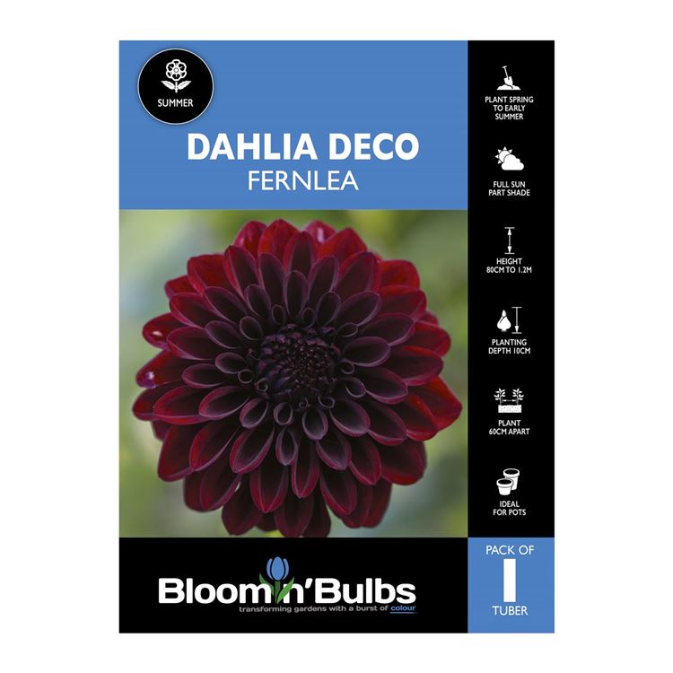 Picture of Dahlia Fernlea 1 Pack