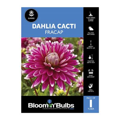 Picture of Dahlia Fracap 1 Pack