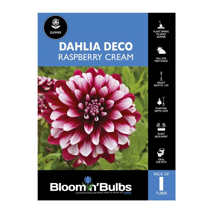 Picture of Dahlia Raspberry Cream 1 Pack