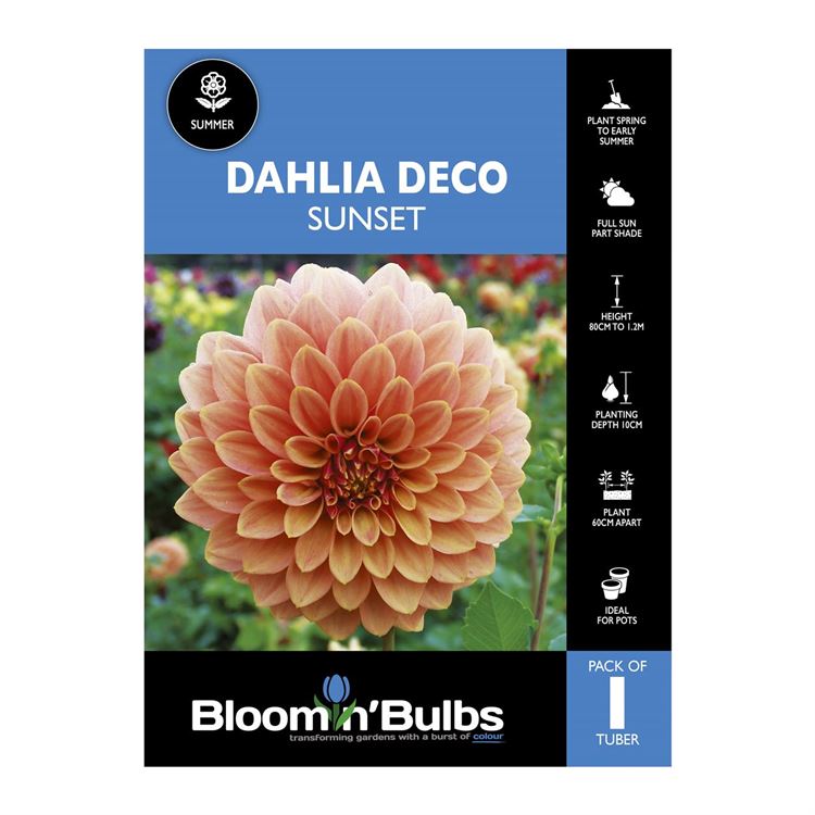 Picture of Dahlia Sunset 1 Pack