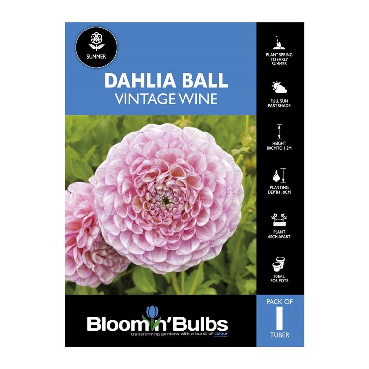 Picture of Dahlia Vintage Wine 1 Pack