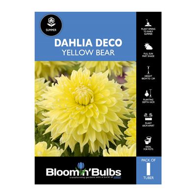 Picture of Dahlia Yellow Bear 1 Pack